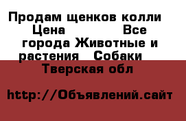 Продам щенков колли › Цена ­ 15 000 - Все города Животные и растения » Собаки   . Тверская обл.